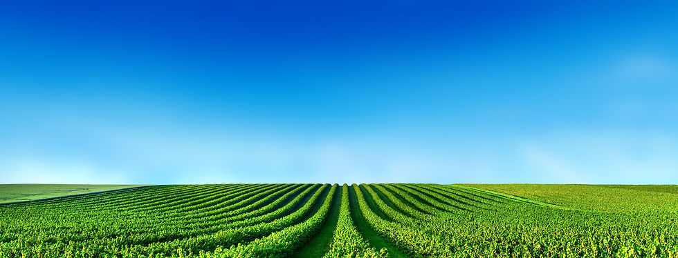 IBMA 2024 I The International Conference on Business Models in Agriculture 2024 IBMA 2024 I The International Conference on Business Models in Agriculture 2024