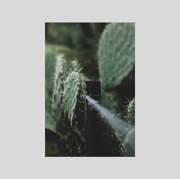 cactus nature lover green picture תמונות להדפסה קקטוס הביתה עיצוב פנים 