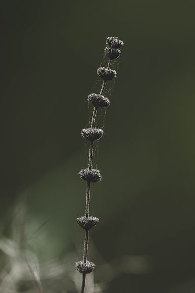 big pic of the green nature