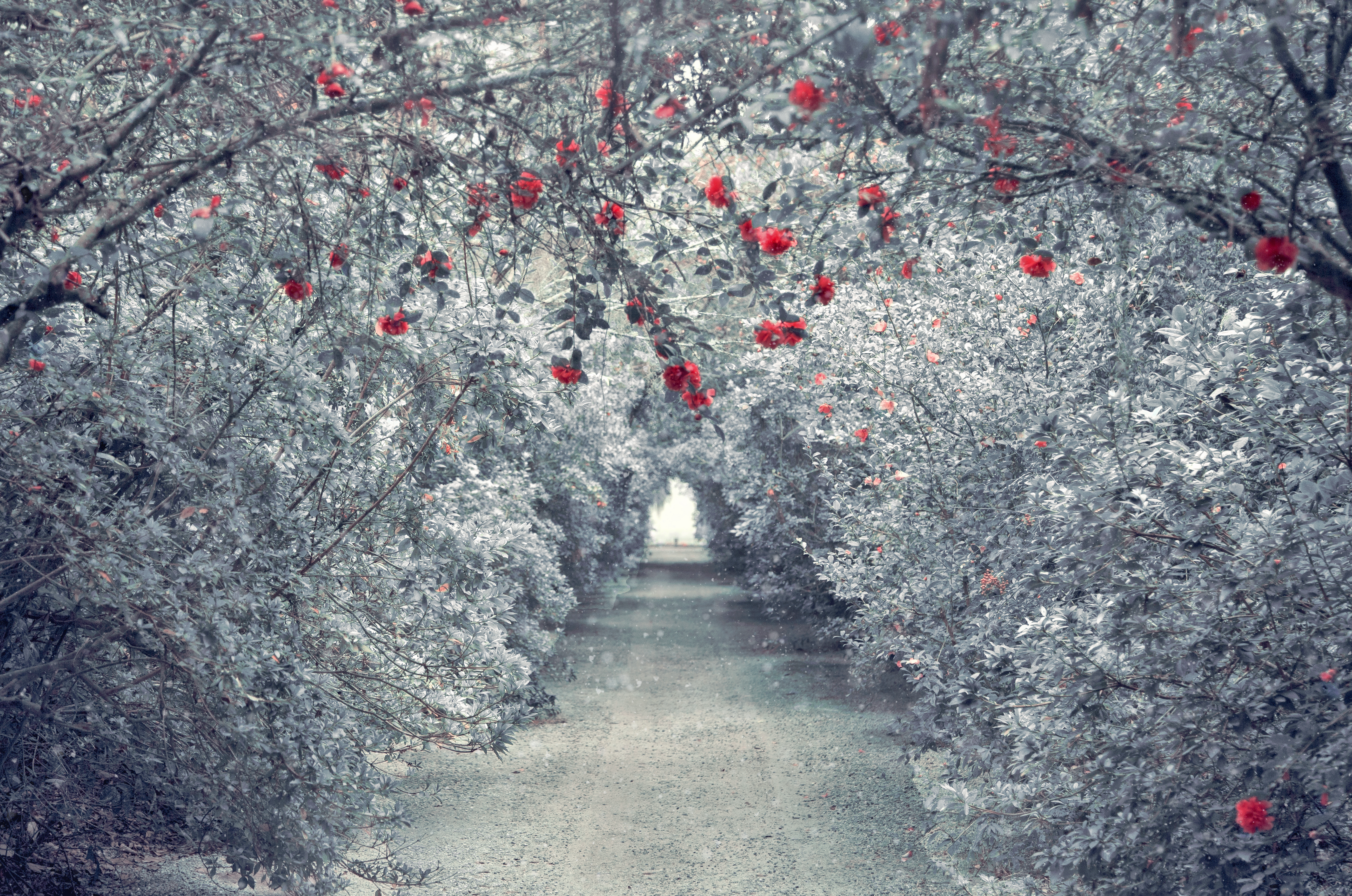 Flowers In The Snow