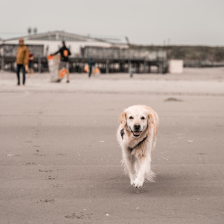 hond van de gasten loop over het strand van Ameland
