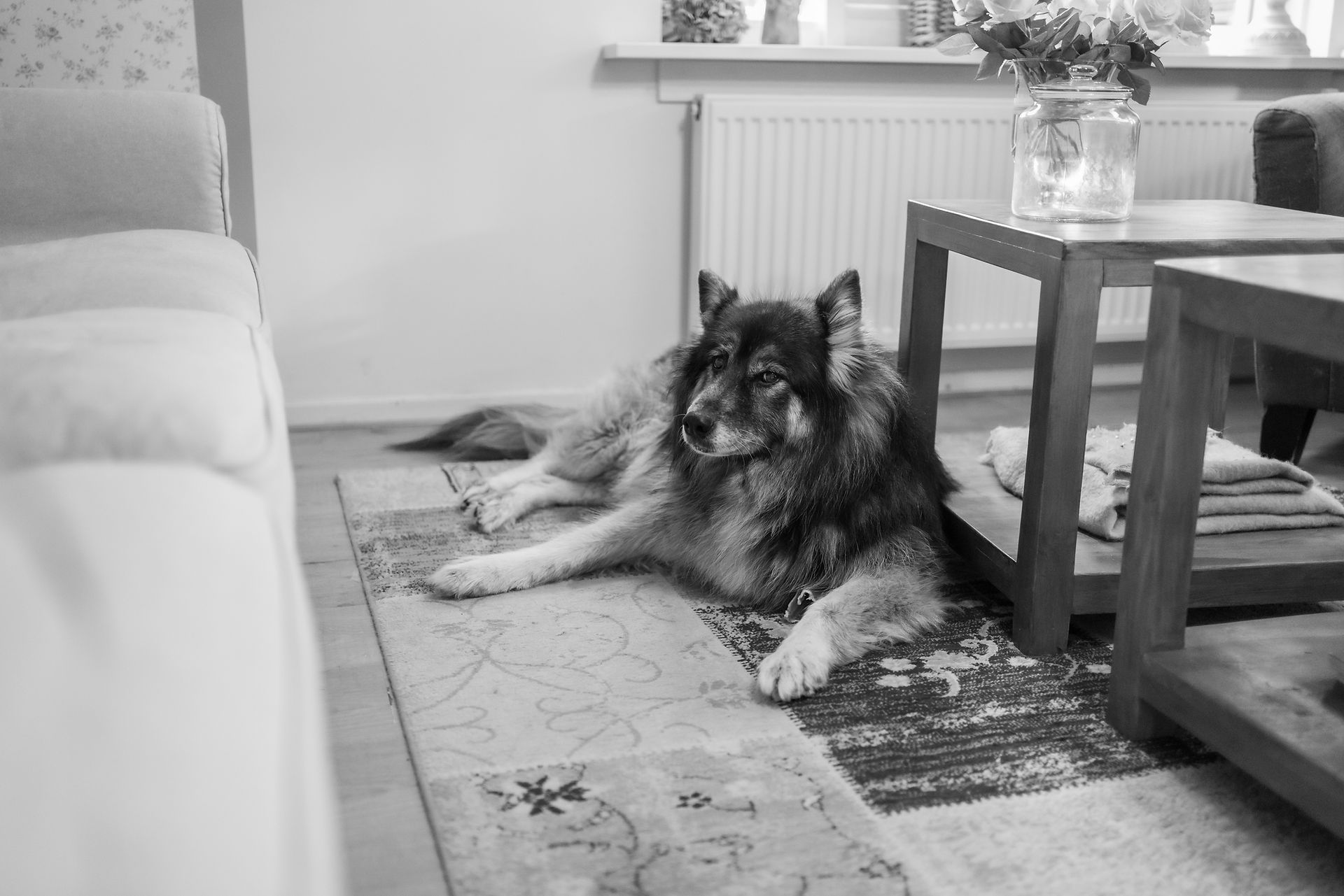 de hond van de ouders van de bruid