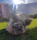 Sponser Geoff the pig