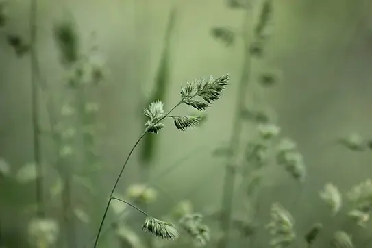 flowers-7229594__480.webp