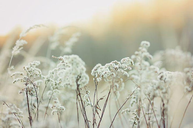 grass-4289524__480.jpg