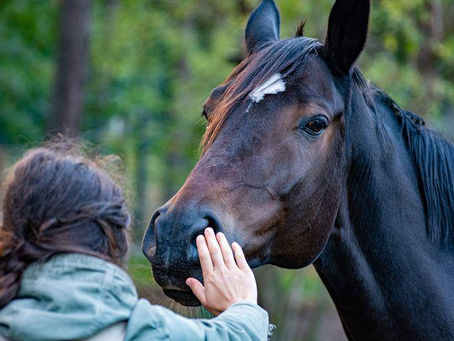 Animals and the Emotion Code