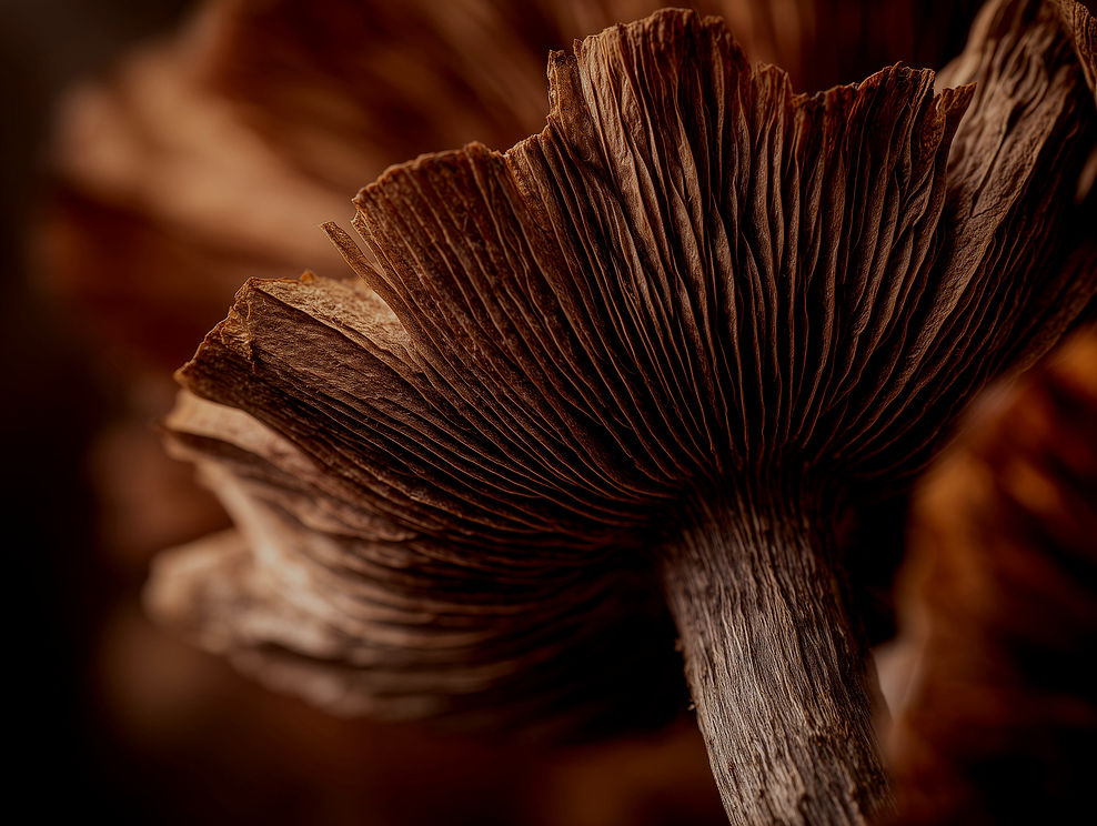 yuvalna_A_poetic_ultra_close-up_photograph_of_the_textured_unde_2a386d4c-7fcf-4a20-a769-19