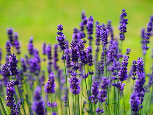 Poetry Feature: "if i were a bird i’d be a vulture" and "lavender"