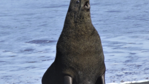 Alaskan Fur Seals Thrive Near Volcano