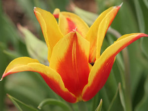 Hello, Spring