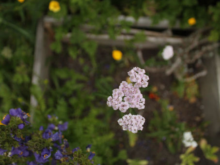 Gentle Medicine + Powerful Plants: Essential Oil Awareness