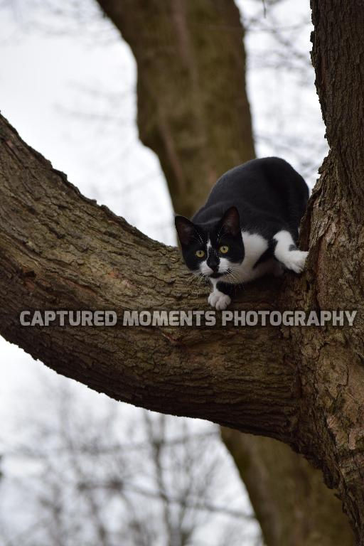 My Cat Coors White