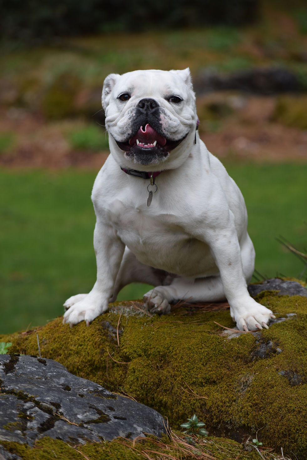 Lola
