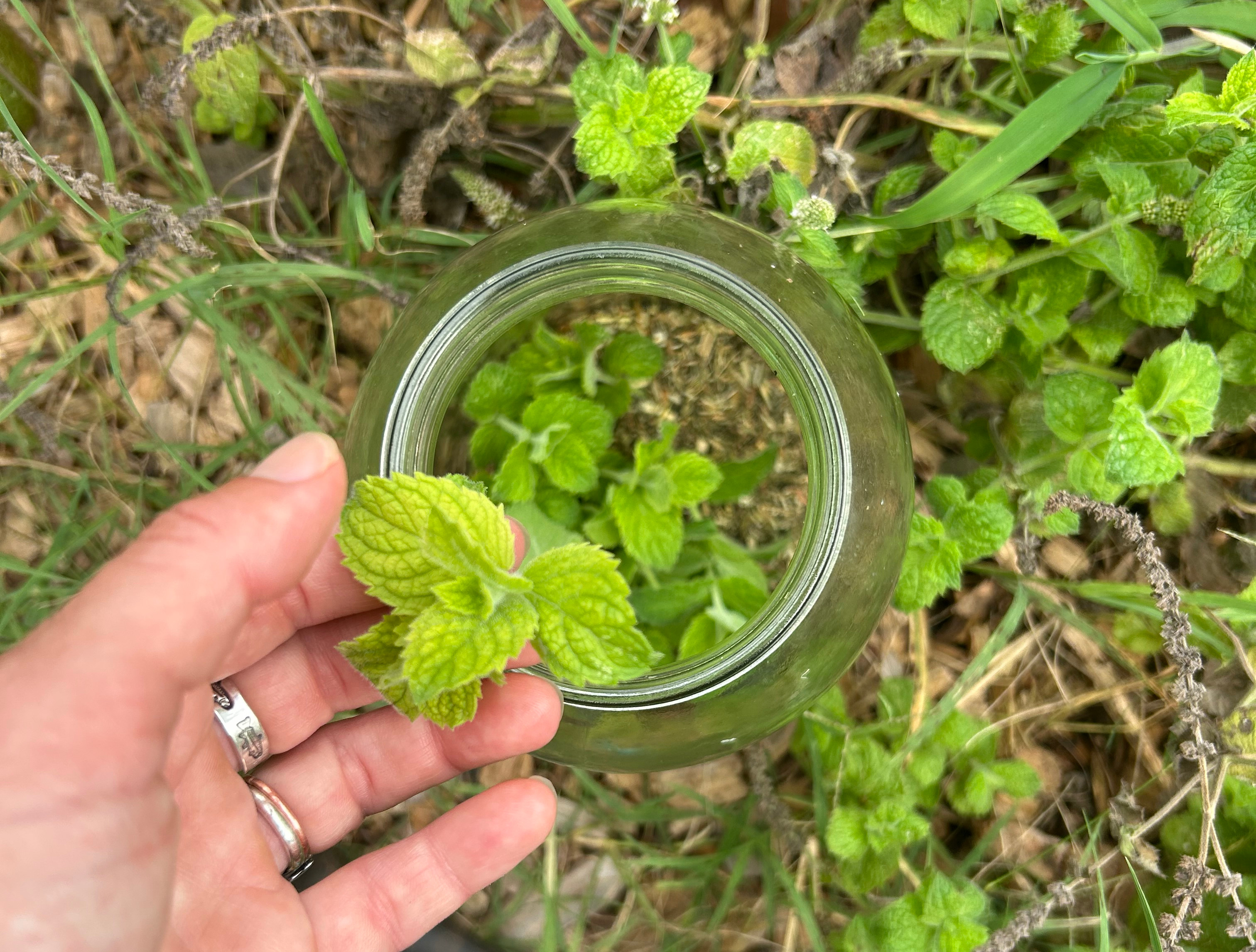 jar of herbs with spearmint