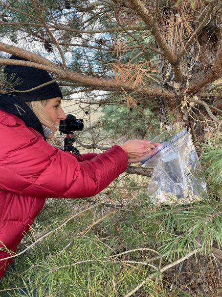How to Harvest Pine Resin and Create a Pine Salve