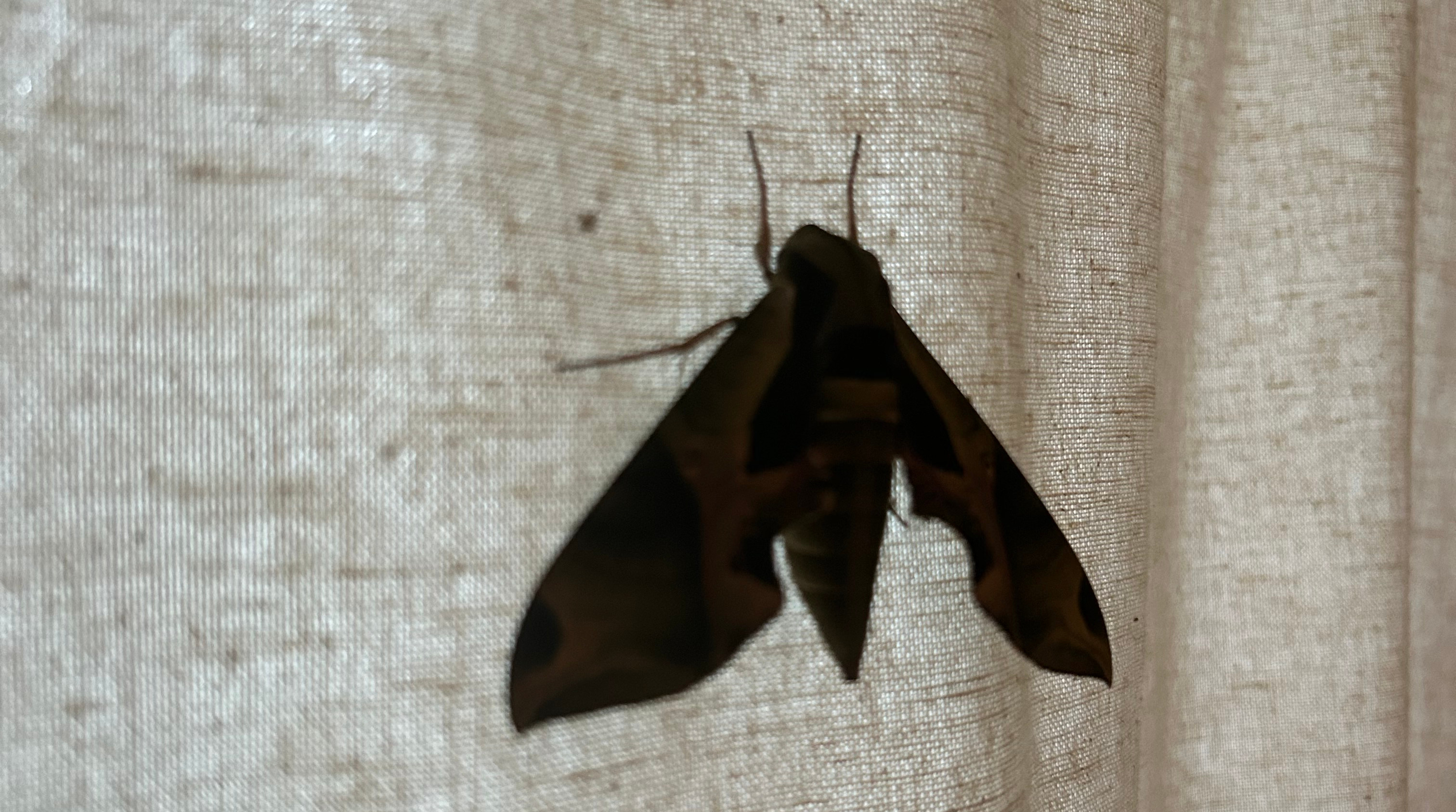 Pandora sphinx moth
