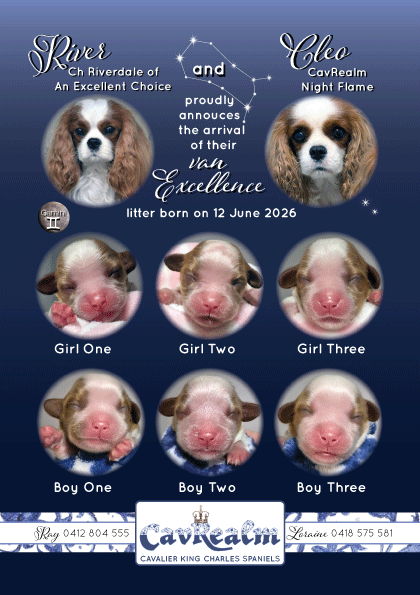 CavRealm-van-Excellence-Litter-Announcement.gif