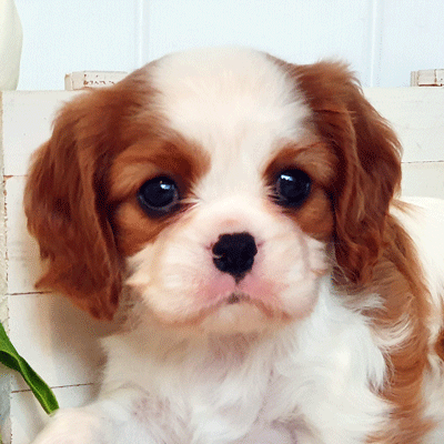 Cavalier Puppy Star Cavrealm Night Skye