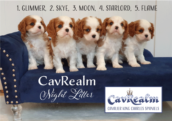 Cavalier Puppies Cavrealm Night Litter Sunshine Coast Qld