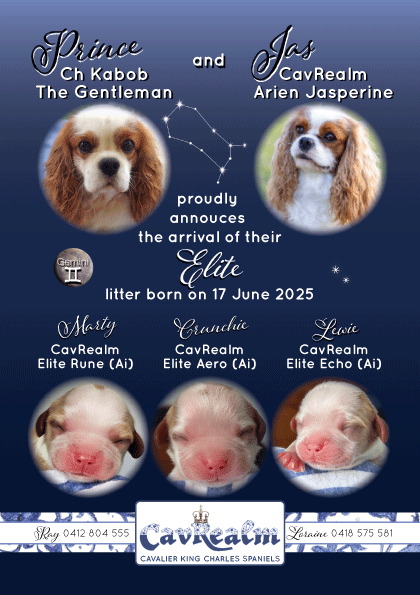 CavRealm-Elite-Litter-Announcement.gif