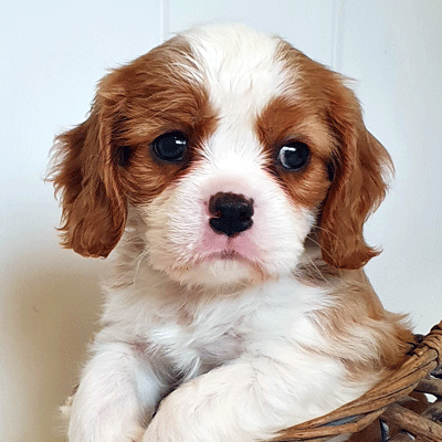 Cavalier Puppy Winston aka Cavrealm Celestial Light Brisbane Queensland