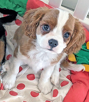 Cavalier Puppy Kobe aka Cavrealm Arien Inferno south of Brisbane on the Gold Coast