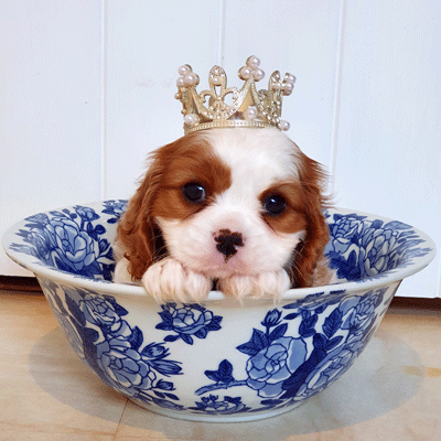 Cavalier Puppy Shine Cavarealm Night Glimmer