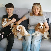 Cavalier Puppy aka King Charles Cavalier aka Cavalier King Charles Spaniel from Cavrealm north of Brisbane on the Sunshine Coast in Qld