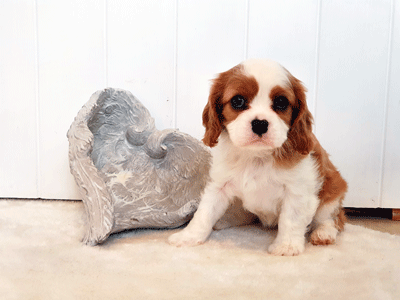 Cavalier Puppy Tilly Cavrealm Celestial Litter Sunshine Coast Qld