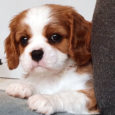 Cavalier Puppy Dusty aka Cavrealm Celestial Moondust Gympie north of the Sunshine Coast Qld