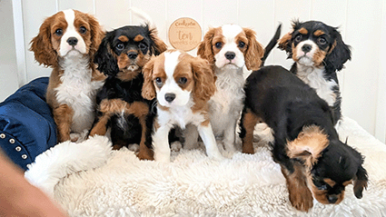 Cavalier Puppies Cavrealm Arien Litter located north of Brisbane on the Sunshine Coast Qld