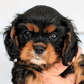 Cavalier Puppy Cavrealm Arien Bellatrix Sunshine Coast Qld