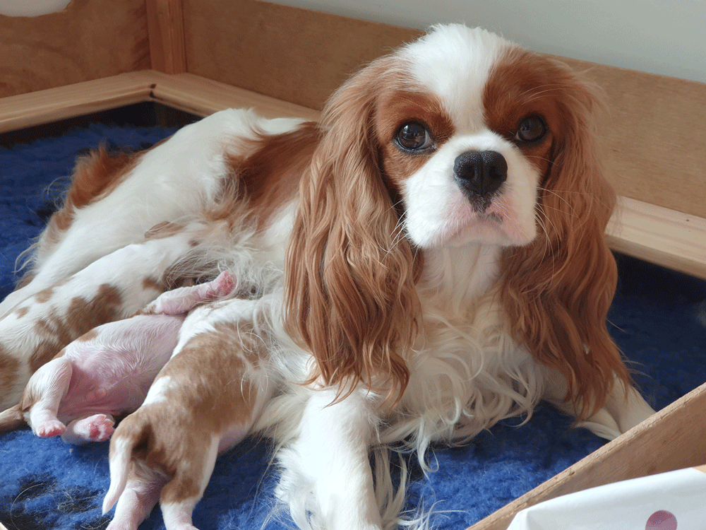 Cavalier Puppies and Skye Cavrealm Cosmic Litter Sunshine Coast Qld