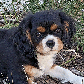 Cavalier Puppy Ollie aka Cavrealm Arien Onyx Brisbane Queensland