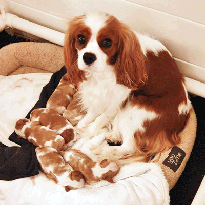 Cavalier Cavrealm Cosmic Starlight with Celestial Puppy Litter Sunshine Coast Qld