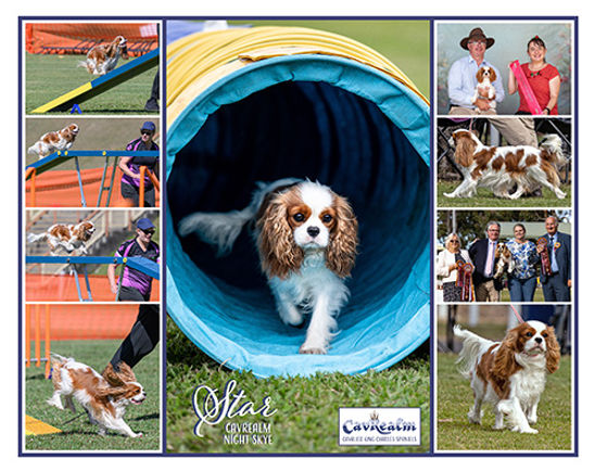 Dog Agility with Cavalier King Charles Spaniel Star located north of Brisbane on the Sunshine Coast Qld