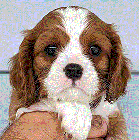 Cavalier Puppy Cavrealm Arien Alpha Sunshine Coast Qld