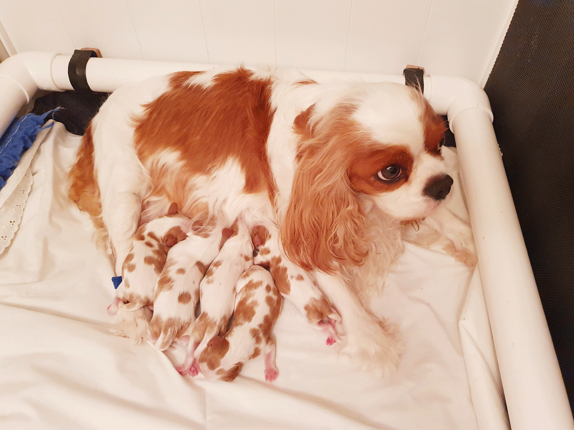 Cavalier Puppies with Parov Reach for the Stars Night Litter Sunshine Coast Qld