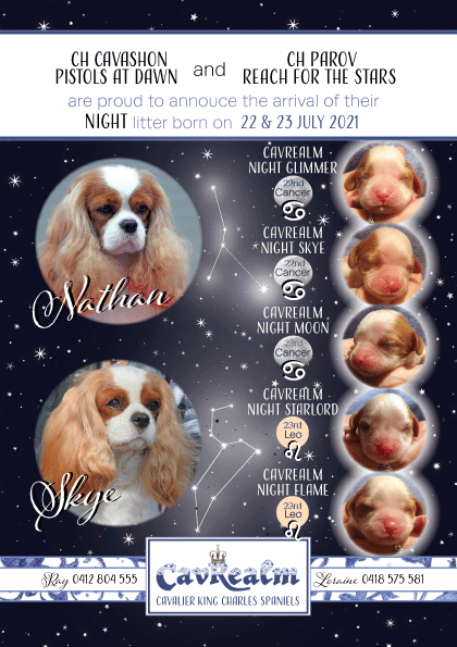 Cavalier Puppies aka King Charles Cavalier Puppies at Cavrealm Night Litter Sunshine Coast Qld