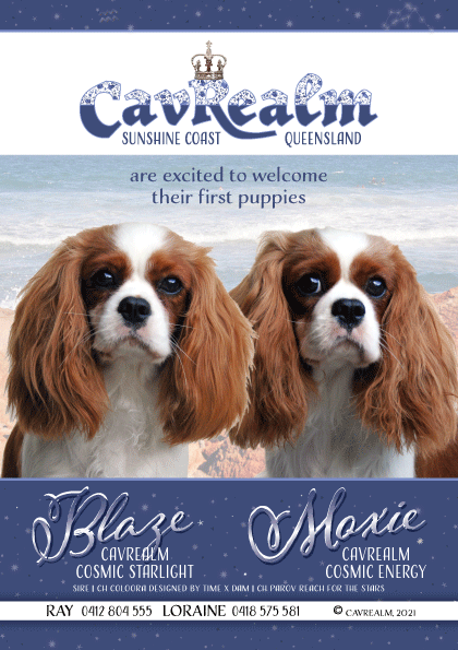 Cavaliers, Cavrealm Cosmic Starlight, Blaze and Cavrealm Cosmic Energy, Moxie are from Champion Cavalier Breeder Cavrealm located north of Brisbane on the Sunshine Coast Qld