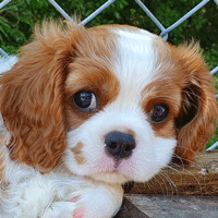 Cavalier Puppy Zodi Cavrealm Cosmic Sunshine Coast Qld