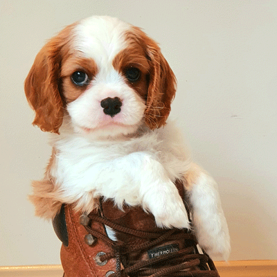 Cavalier Puppy River Cavrealm Celestial Litter Sunshine Coast Qld