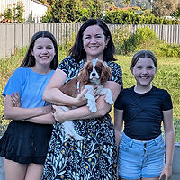 Cavalier Puppy aka King Charles Cavalier aka Cavalier King Charles Spaniel from Cavrealm north of Brisbane on the Sunshine Coast in Qld