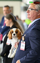 Cavalier Puppy Jasperine Ekka 2023 Baby Puppy Toy Group Winner