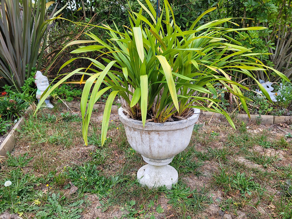 Thumbnail: Concrete garden urn on plinth 