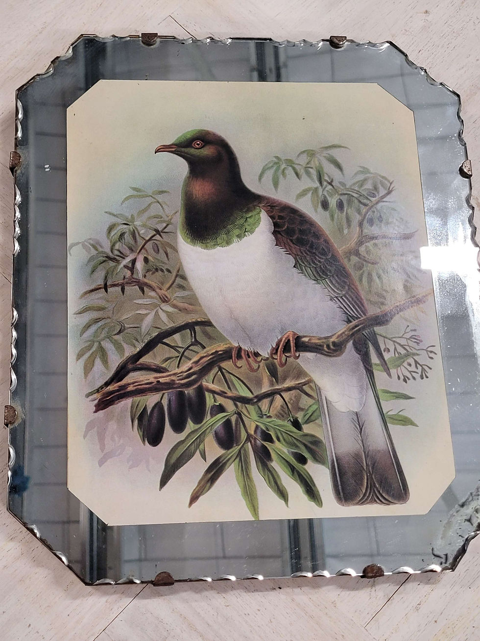 Thumbnail: Two vintage picture mirrors with Bullers bird prints 