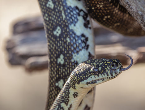 MacintoshMeagan-HWS-Python-4.jpg