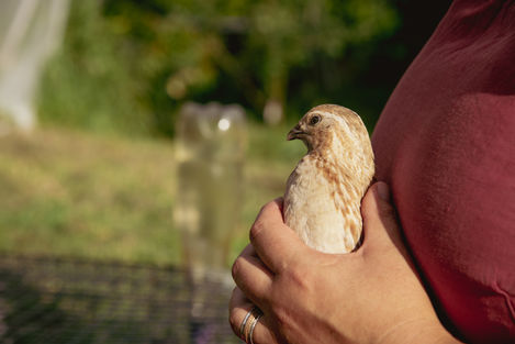 Quails.jpg