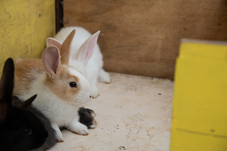 Rabbits.jpg