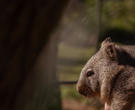 MacintoshMeagan-HWS- WendyTheWombat-7.jpg